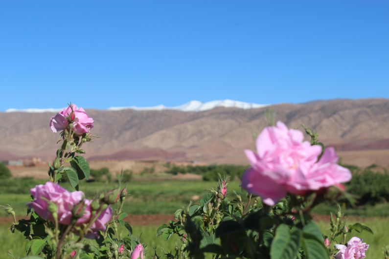 Vallée Des Roses et Kasbah